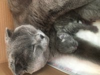 Safkan, oyuncu tuvalet eğitimli scottish fold yavrular!
