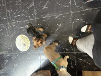 Aşılı ped eğitimli yorkshire terrier
