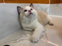 SECERELİ ANNE VE BABADAN SAFKAN RAGDOLL YAVRULAR
