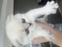 2 aylık scottish fold bebekler