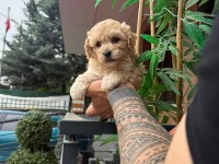Poodle kalitesinde maltipoo
