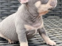 Fransız bulldog exotic blue lilac tan mavi göz orijinal saf