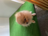 15 aylık aşılı çipli pomeranian