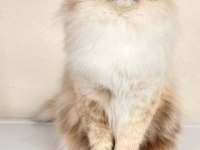 Türkiye Tek Seal Tortie Ragdoll Bebekleri