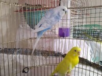 TAKASA AÇIK YUMURTALI HAZIR MUHABBET KUŞU TAKIMLAR
