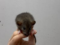 Rat - Dumbo Rat Yavrular ve Malzemeleri Adrese Teslim Var
