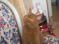 British Shorthair Cinamon