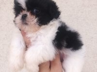 Kalite ve özeli isteyenlere shih tzu