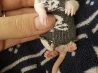 Rat - Dumbo Rat Yavrular ve Malzemeleri Adrese Teslim Var