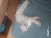 Kedimize acil yuva aranıyor