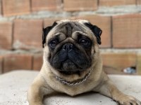 ERKEK A KALİTE PUG EŞLEME TECRÜBELİ