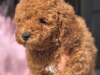 MİNİ BOY TOY POODLE KIZIMIZ
