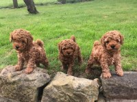 Red Brown Poodle