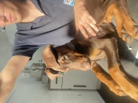 3 aylık kızıl doberman acil yer probleminden dolayı şecereli