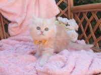 British Longhair 55 günlük kedimiz