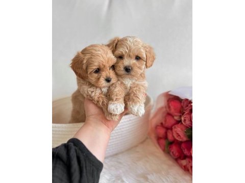 Üst kalite maltipoo bebekler evine gitmeye hazır 