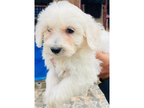 Sevimli maltese yavrularımız
