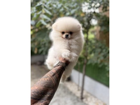 Villamızdan teddy bear pomeranian boo yavrularımız