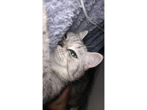 British shorthair acil yuva arıyoruz
