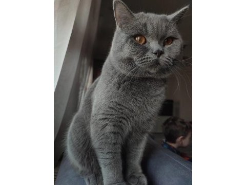 Sakin british shorthair kedimiz çocuk alerjisi kaynaklı