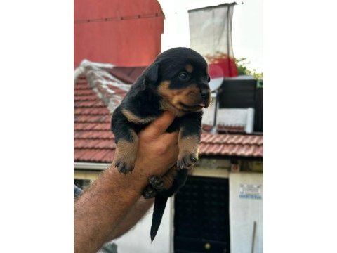 Orijinal rottweiler yavrular