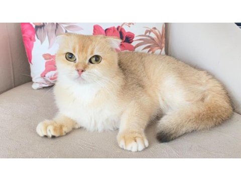 Scottish fold golden ırk garantili dişi