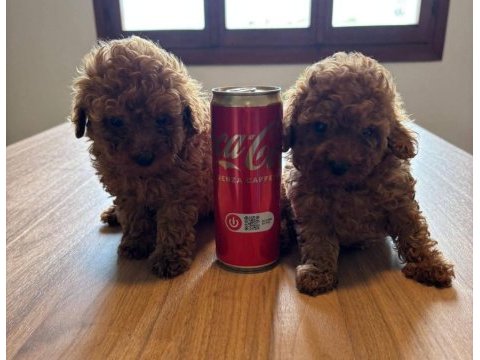 Ruhsatlı köpek çiftliğinden toy poodle yavrularımız 