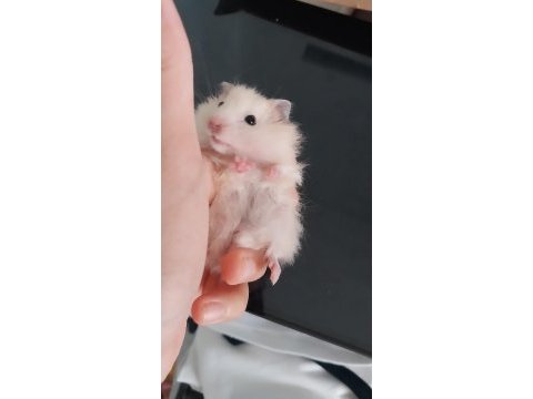 Saf teddy yavru hamster (açıklama)
