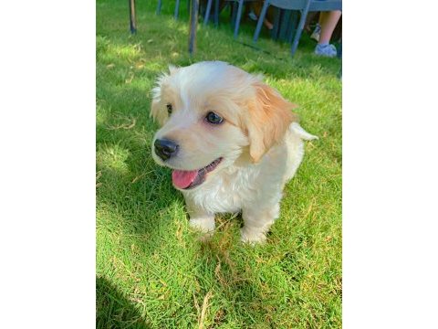 Maltese terrier yavru 3 aylık