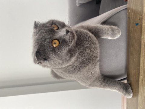 Scottish fold kızımız mia sahiplendirilecektir