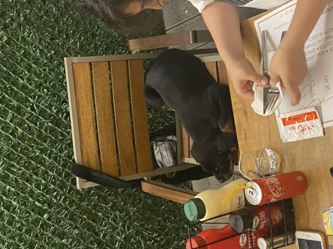 3 aylık erkek rottweiler safkan