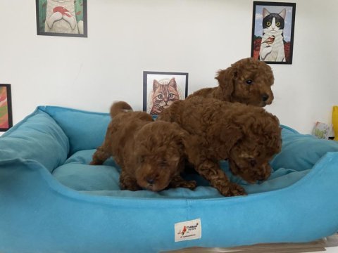Petmode köpek çiftliğinden toy poodle yavrular