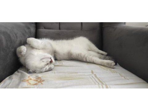 En iyi dost scottish fold