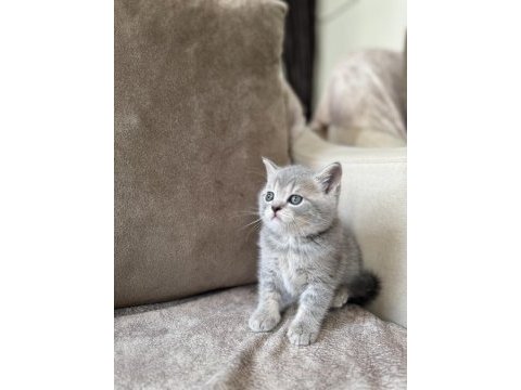 Silver british shorthair disi