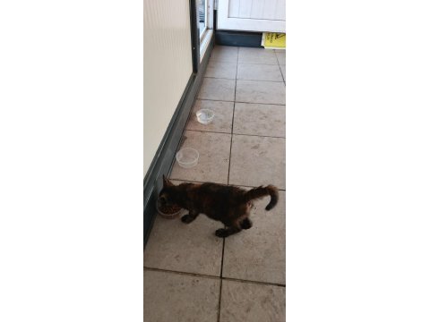 3.5 aylık dişi yavru kedimiz