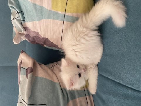 Minik british longhair kullanılmamış eşyaları ile