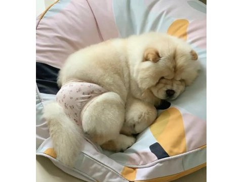 Ayı surat chow chow yavrular hazır
