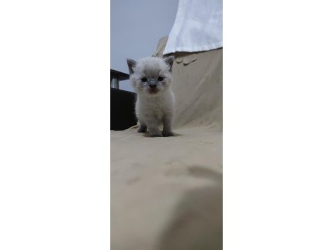 British shorthair karne hediyesi kediler
