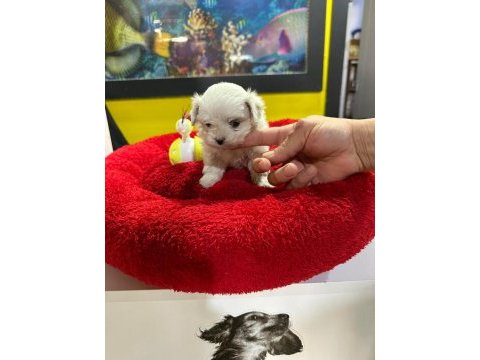 Mini boy maltese yavrumuz