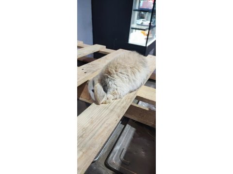 Hollanda mini lop cüce tavşan
