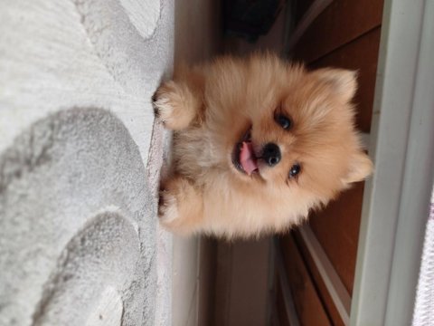 Pomeranian yavrular mavi gözlü nadir köpekler