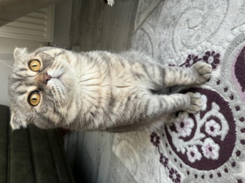 8 aylık erkek scottish fold kedisi