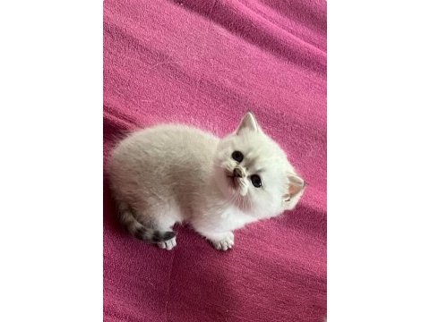 Masmavi orijinal british shorthair bebekler