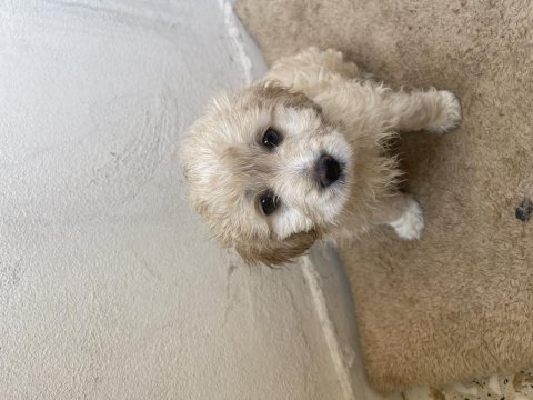 2 aylık terrier