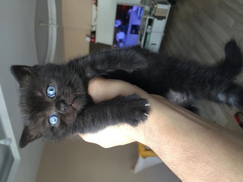 British shorthair bitter yavru