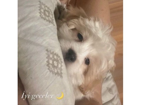 Kızımıza yeni yuva arıyoruz maltese terrier