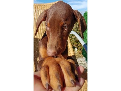 Kızıl asil doberman kardeş yavru 2
