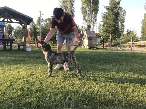 4.5 aylık dev erkek presa canario yavru