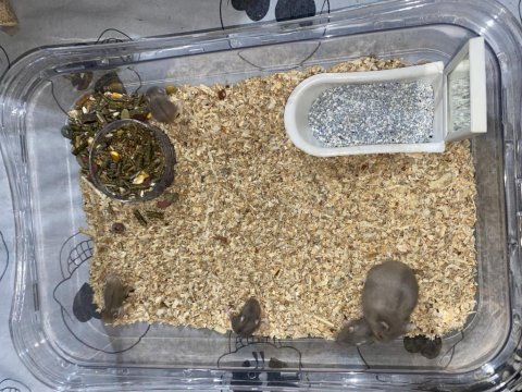 Gonzales hamster