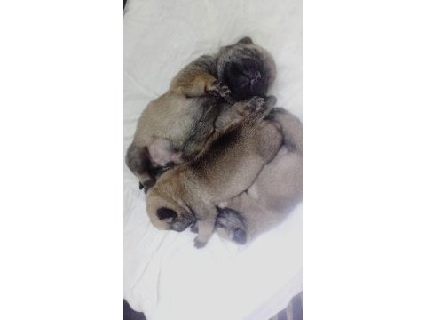 Rezerveye açık pug yavruları